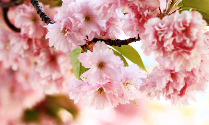 春暖花開時(shí)節(jié)，2021年博皓&ldquo;鷹之家&rdquo;學(xué)習(xí)組織班委換屆盛典