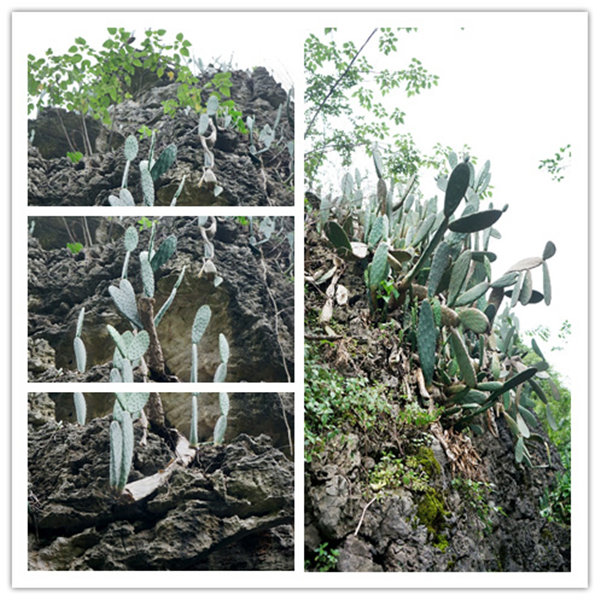 多彩貴州,魅力天下,2021年廣東博皓快樂(lè)貴州行-4